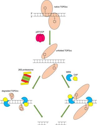 Requirements for MRN endonuclease processing of topoisomerase II-mediated DNA damage in mammalian cells